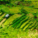 Рисовые террасы Джатилувих (Jatiluwih Rice Terraces)