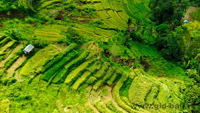 Рисовые террасы Джатилувих (Jatiluwih Rice Terraces)