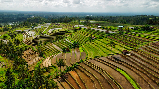 Рисовые террасы Джатилуви (Jatiluwih rice terraces)