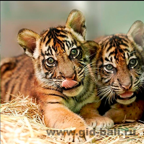 Зоопарк Бали (Bali Zoo, Бали Зоо)