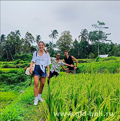 Рисовые поля на острове Ломбок