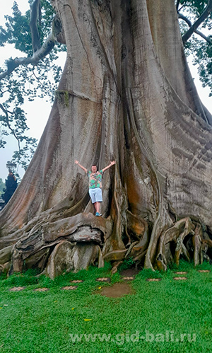 Древнее священное дерево Bayan Ancient Tree (Kayu Putih)