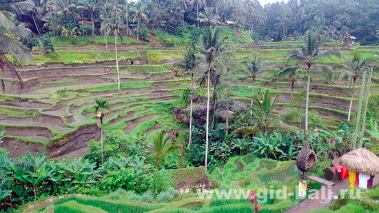 Tegallalang Rice Terraces